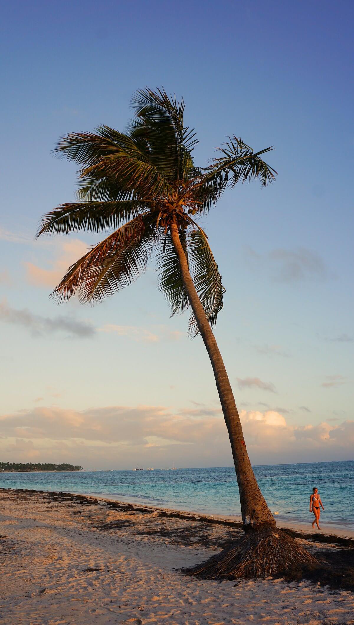 To zdjęcie dobitnie pokazuje, jak wysokie są tutaj palmy.