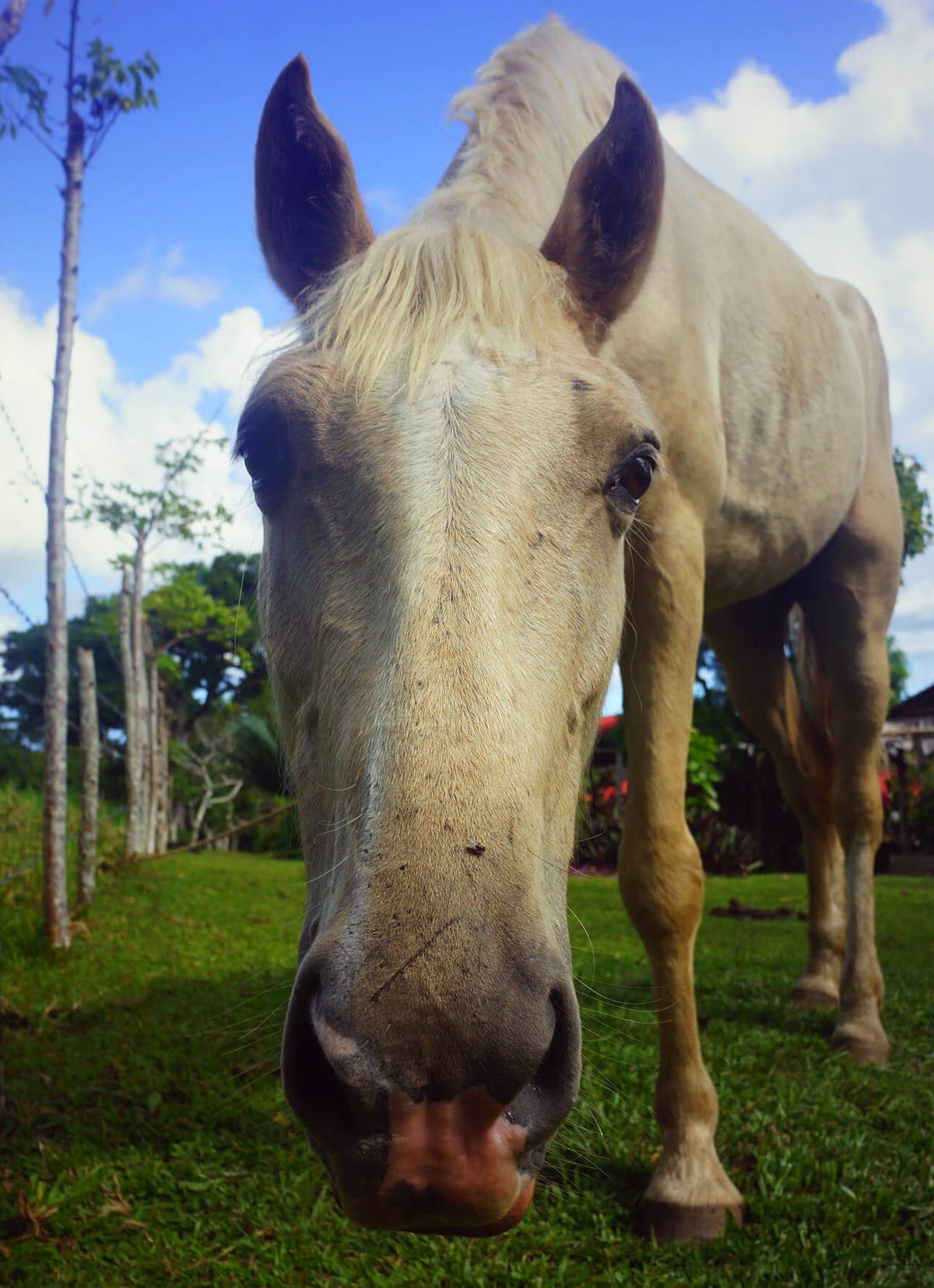 konik