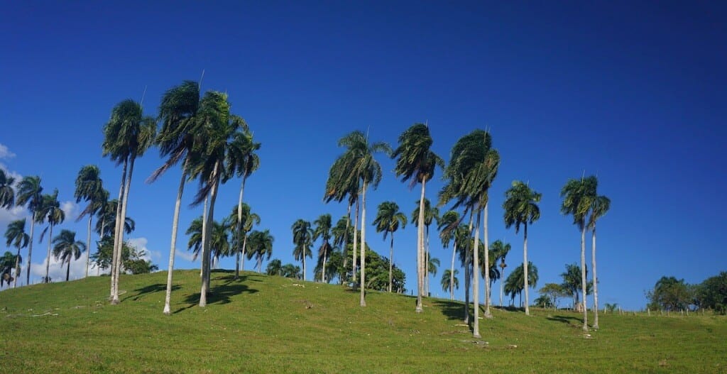 palmy1