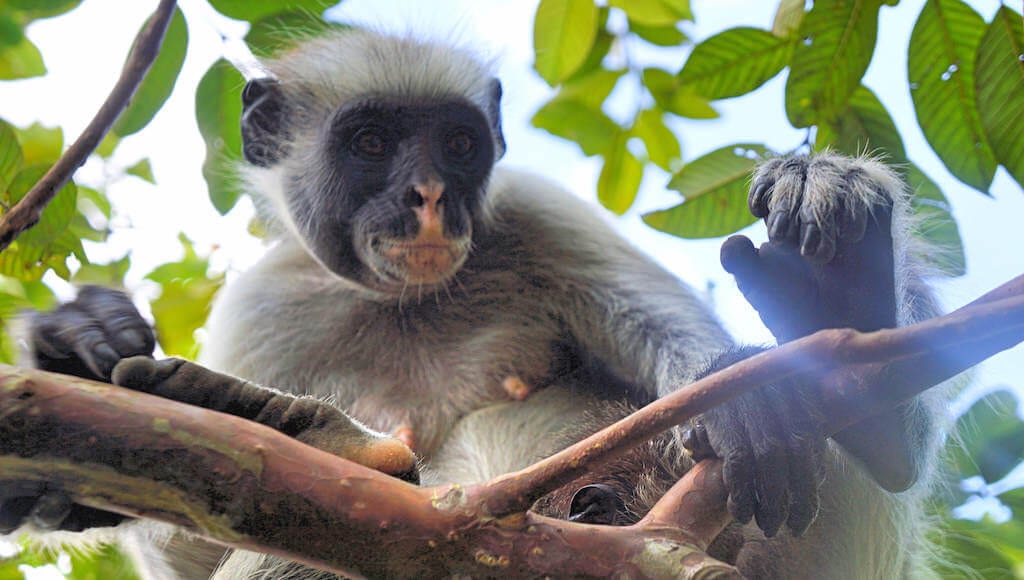 red colobus