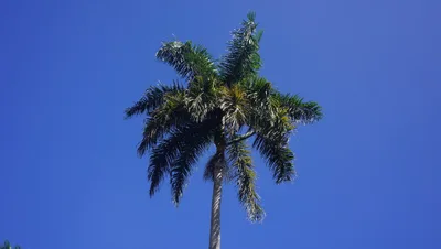 Hotel Melia Caribe Tropical na Punta Cana - opinia