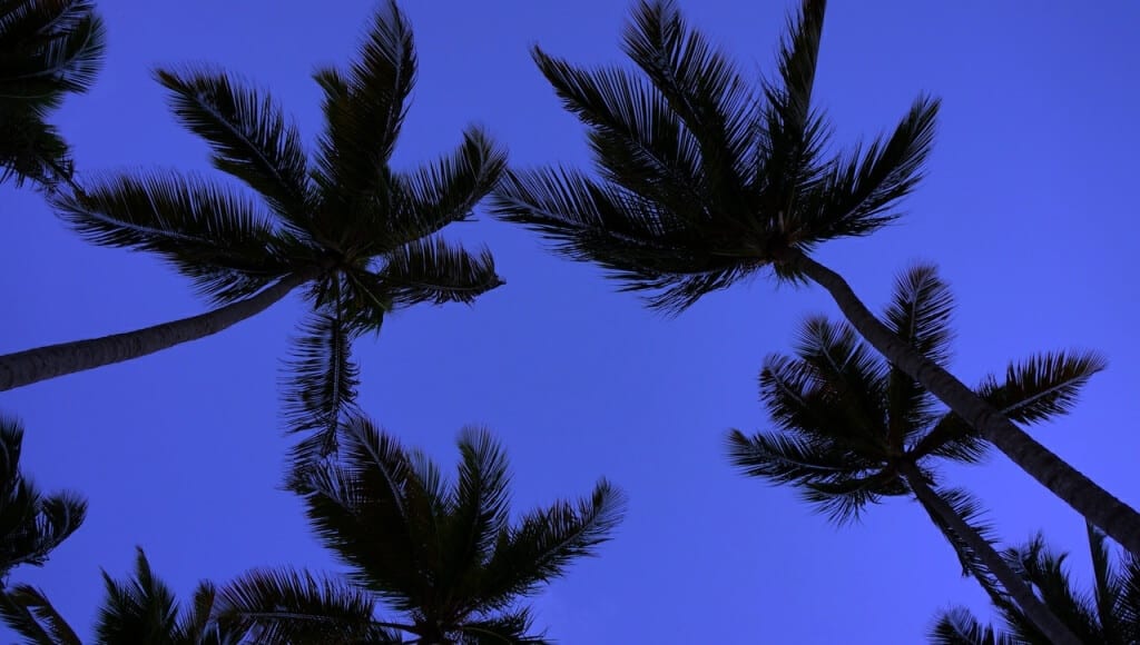 palmi
