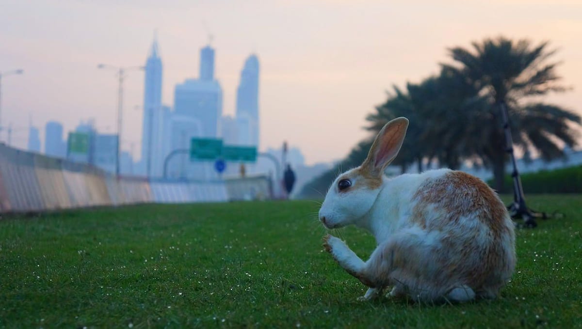 kroliczek-dubajski