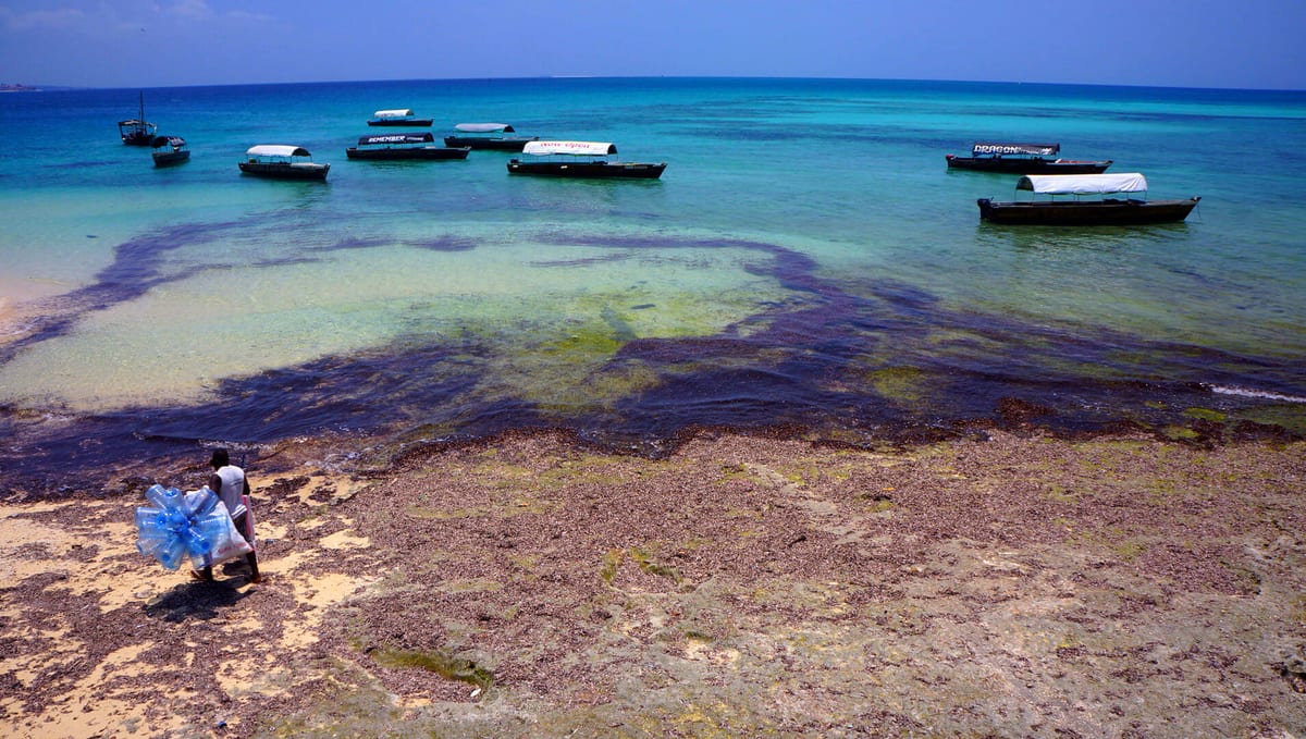 brzeg-morza-zanzibar